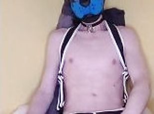 Watch this pup christen his new harness