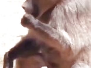 Monkey masturbate and eat his sperm